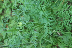 Cardamine impatiens