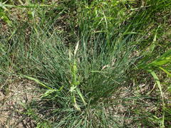 Festuca trachyphylla