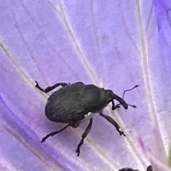 Zacladus geranii