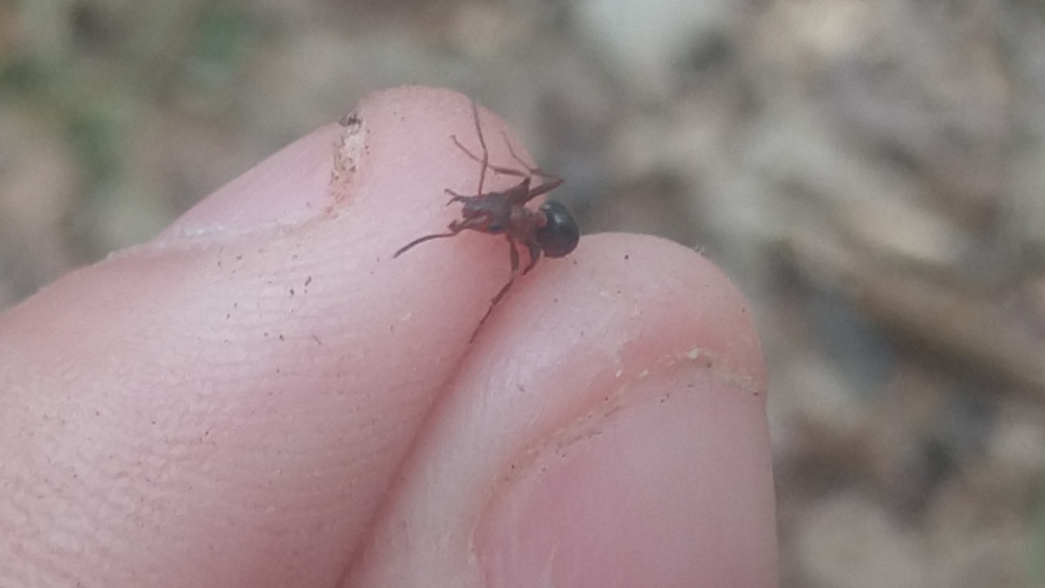 Formica emeryi