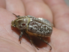 Anoxia orientalis