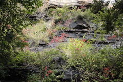 Aloe branddraaiensis