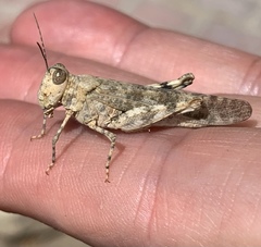Trimerotropis pseudofasciata