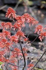 Aloe branddraaiensis