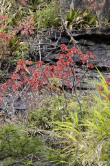 Aloe branddraaiensis
