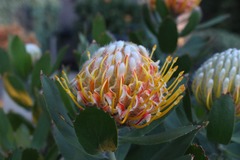 Leucospermum conocarpodendron