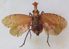 Phrictus tripartitus