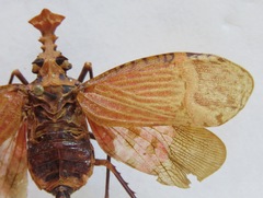 Phrictus tripartitus