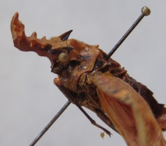 Phrictus tripartitus