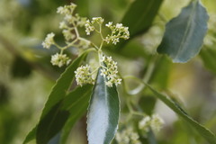 Catha edulis