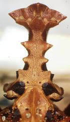 Phrictus tripartitus