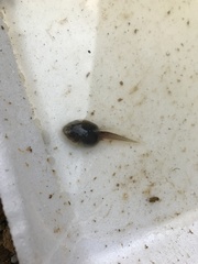 Hyla arenicolor