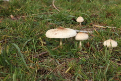 Macrolepiota bonaerensis