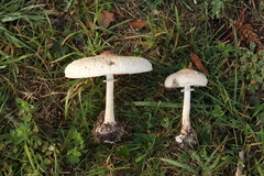 Macrolepiota bonaerensis