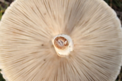 Macrolepiota bonaerensis