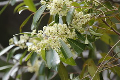 Catha edulis