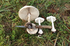 Macrolepiota bonaerensis