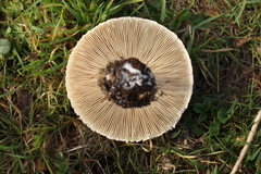 Macrolepiota bonaerensis