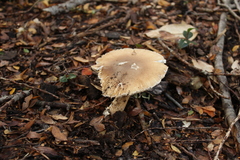 Amanita diemii