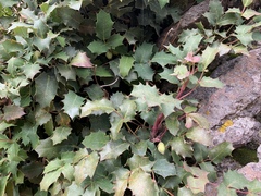 Berberis alpina