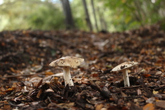 Amanita diemii