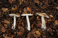 Amanita diemii
