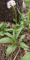 Valeriana acutiloba