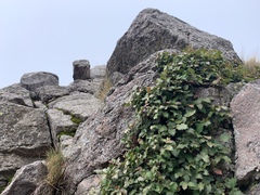 Berberis alpina