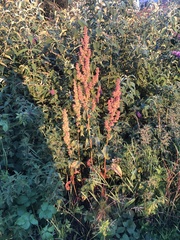 Rumex