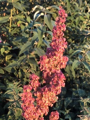 Rumex