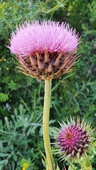 Carduus macrocephalus image