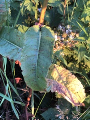 Rumex