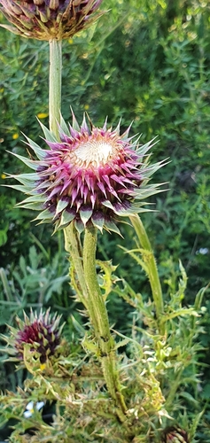 Carduus macrocephalus image