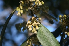 Euclea natalensis angustifolia