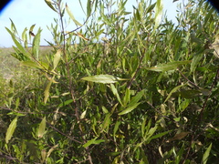 Tessaria dodonaeifolia