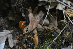 Clavariadelphus americanus