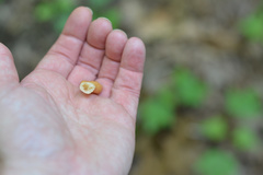 Clavariadelphus americanus