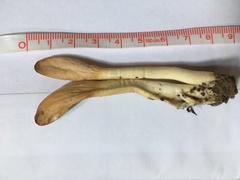 Clavariadelphus americanus