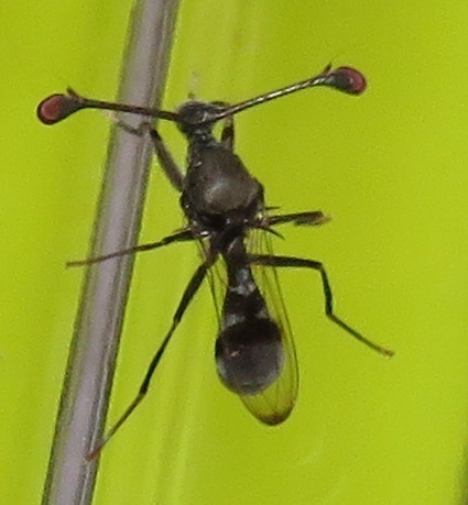 Diasemopsis