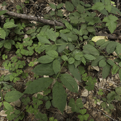 Euonymus occidentalis occidentalis