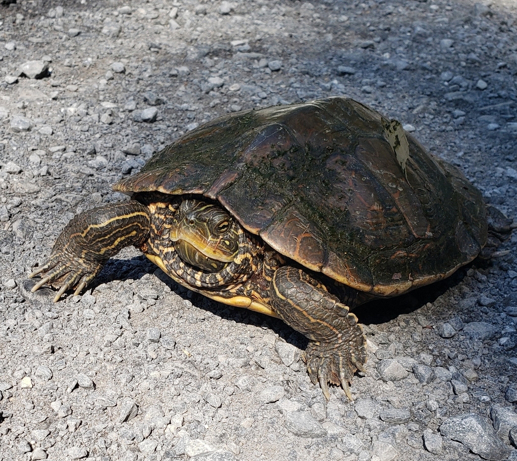 Northern Map Turtle From Juniata Township, Pa, Usa On July 04, 2021 At 