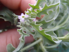 Matthiola parviflora