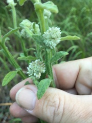 Pterocaulon