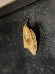 Sparganothis xanthoides