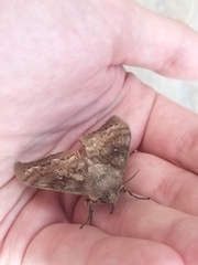 Dendrolimus superans