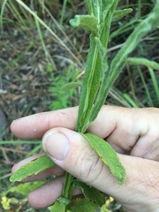 Pterocaulon