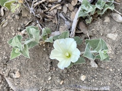 Calystegia malacophylla