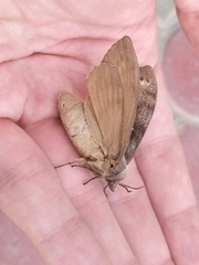 Dendrolimus superans