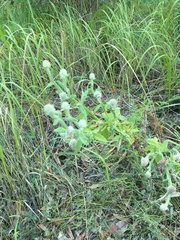 Pterocaulon