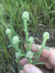Pterocaulon
